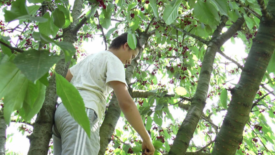 Berba, berači, malina, trešnja, jagoda