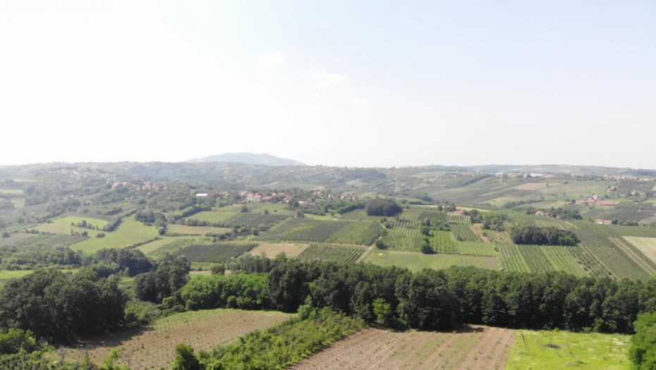 Berba, berači, malina, trešnja, jagoda