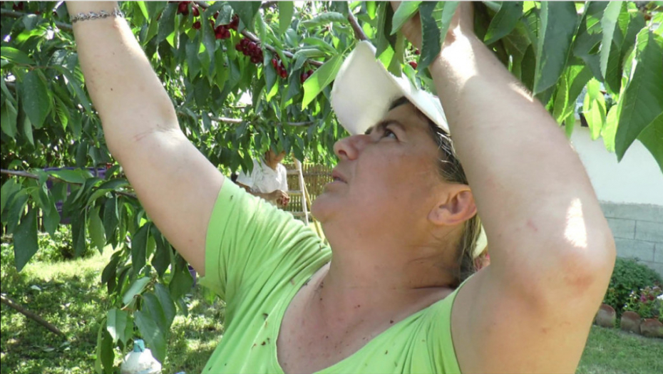 Berba, berači, malina, trešnja, jagoda