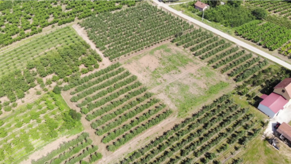 Berba, berači, malina, trešnja, jagoda