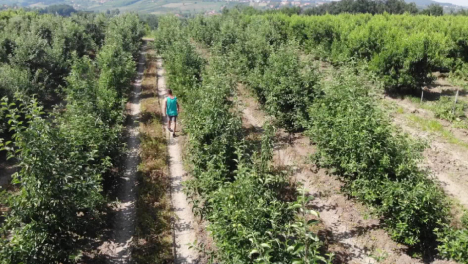 Berba, berači, malina, trešnja, jagoda