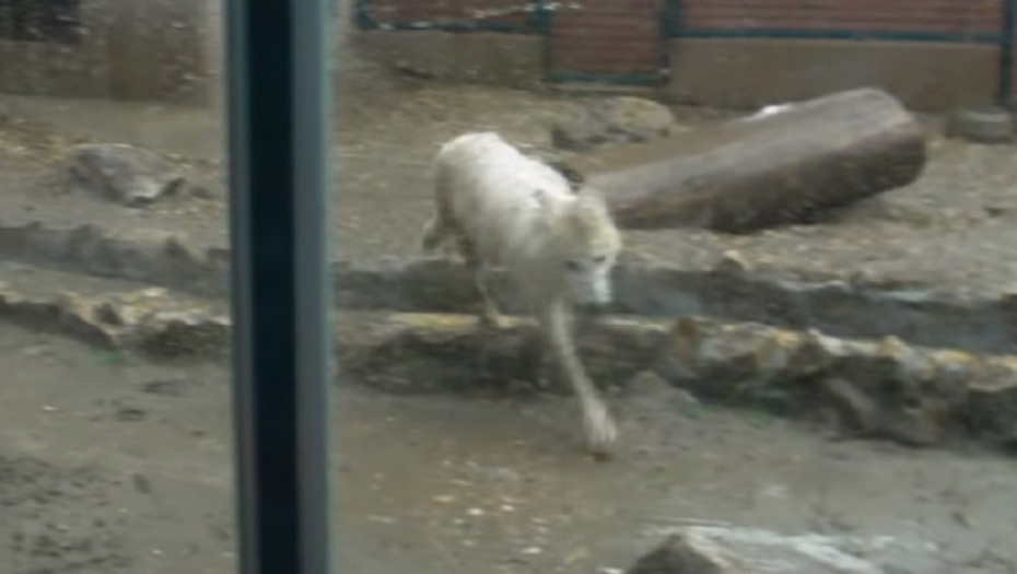 Nevreme, Zoološki vrt