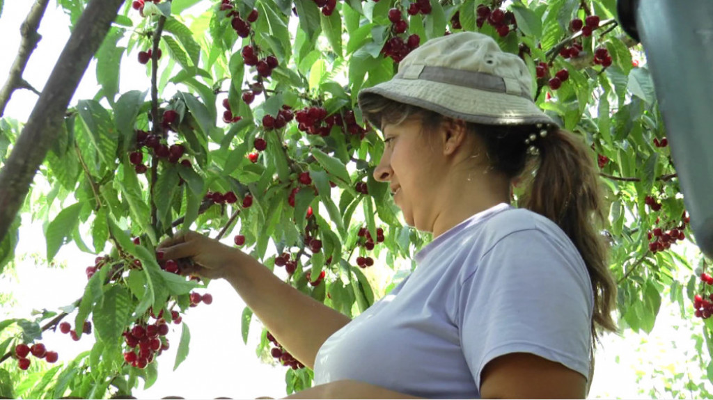 Berba voća, sezonci