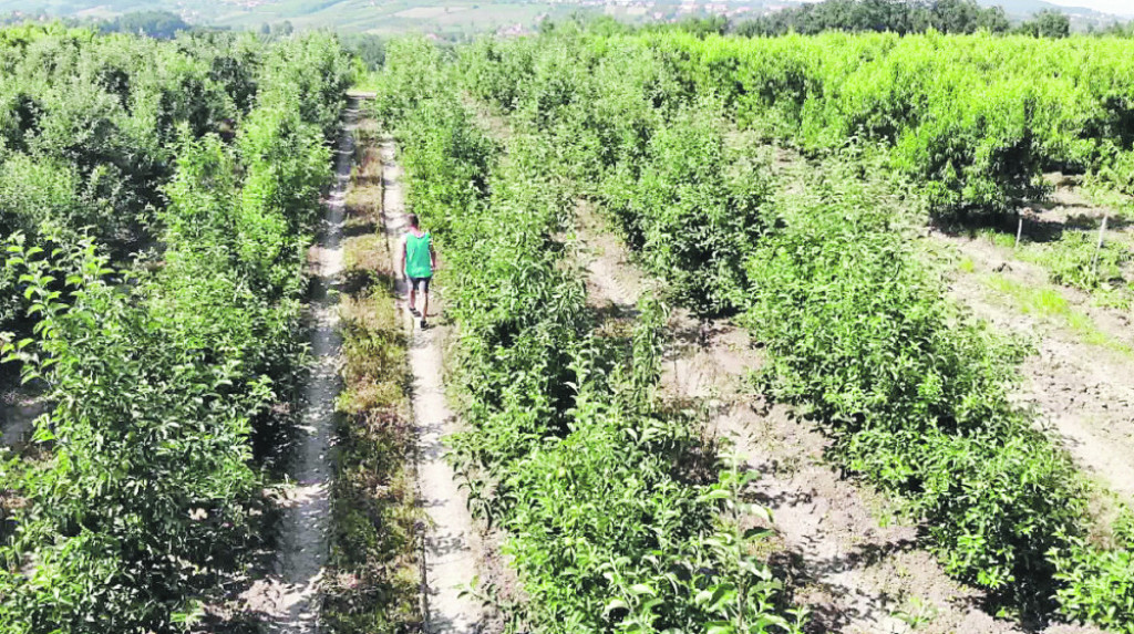 Berba voća, sezonci