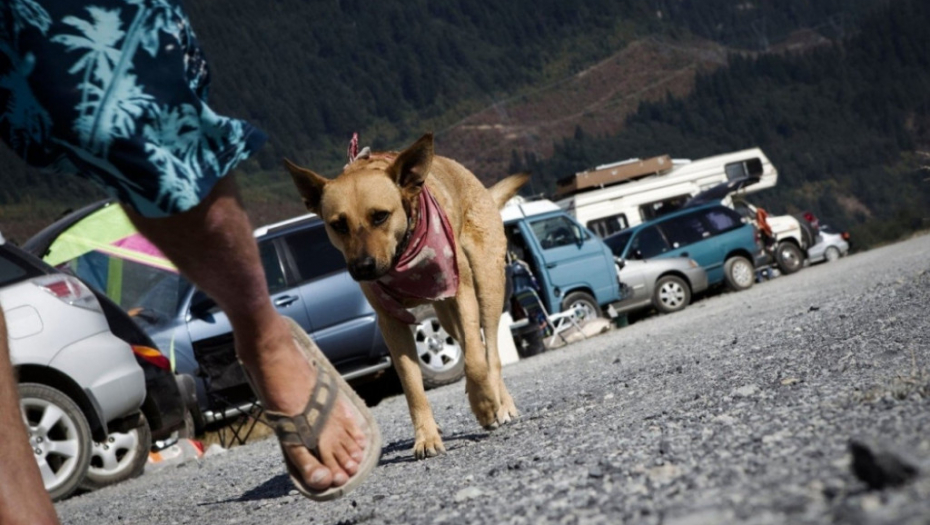 pas, šetnja sa psom