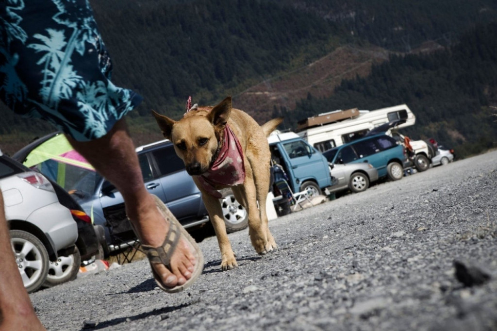 pas, &scaron;etnja sa psom