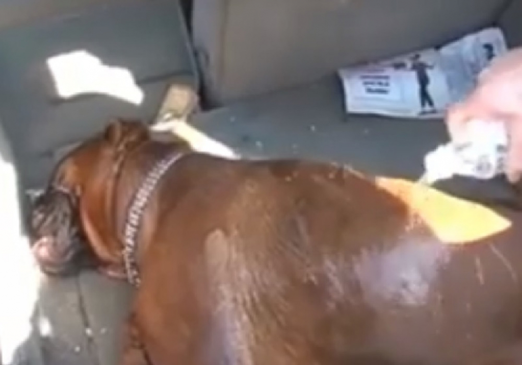 Pas, žrtva nemarnosti