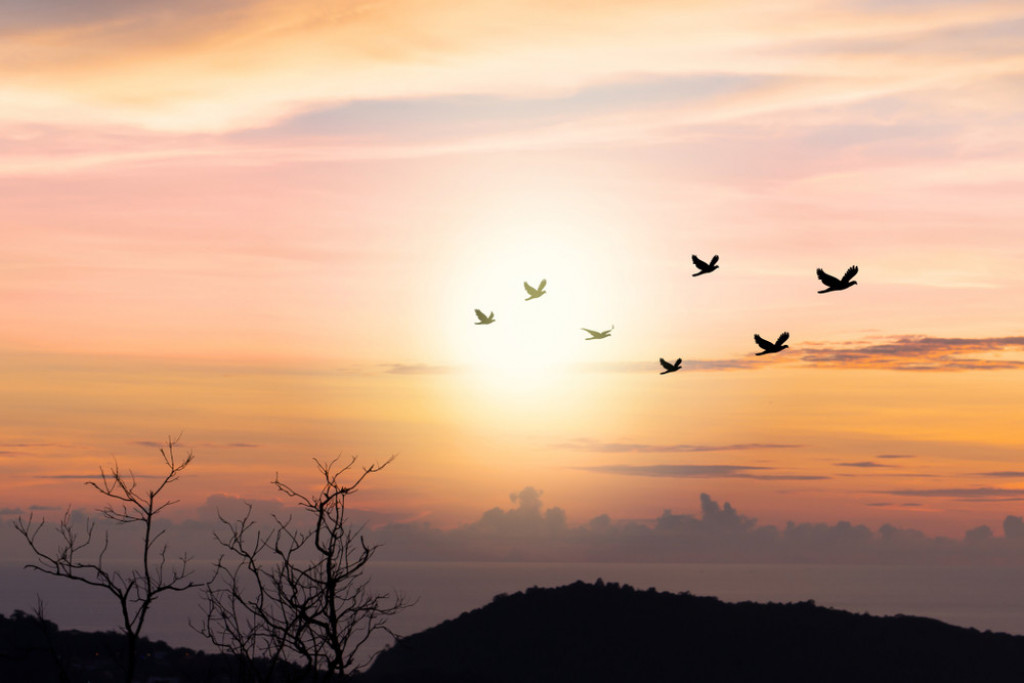 Ptica, jato, nebo, sloboda, priroda