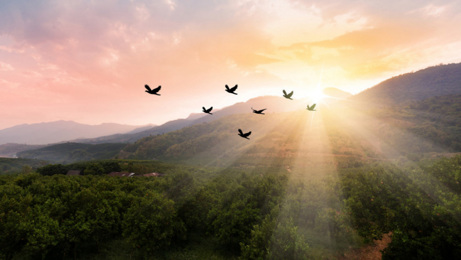 Ptica, jato, nebo, sloboda, priroda