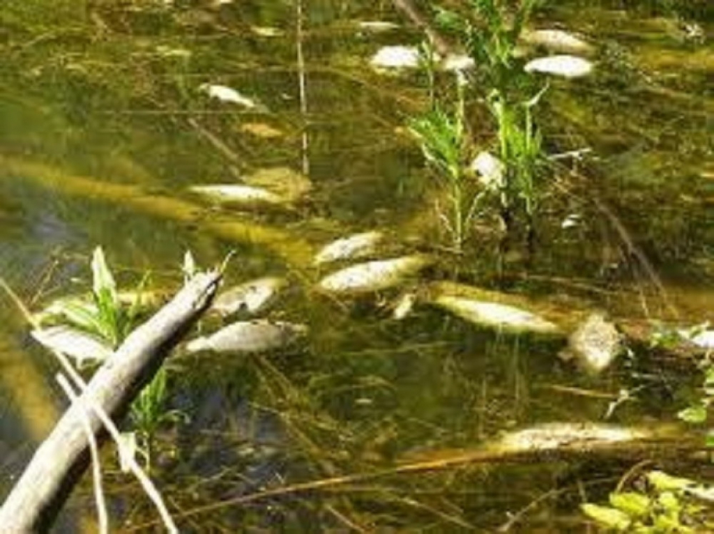 Pomor ribe u Južnoj Moravi