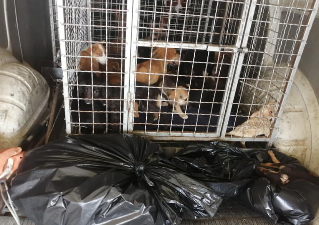 Danijela Jović, psi, spasavanje