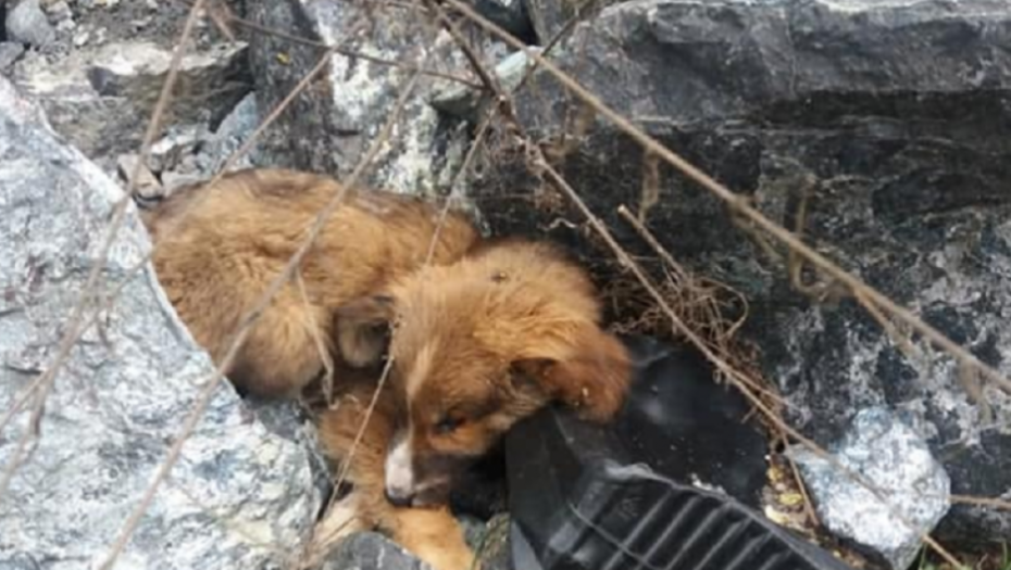 Danijela Jović, psi, spasavanje