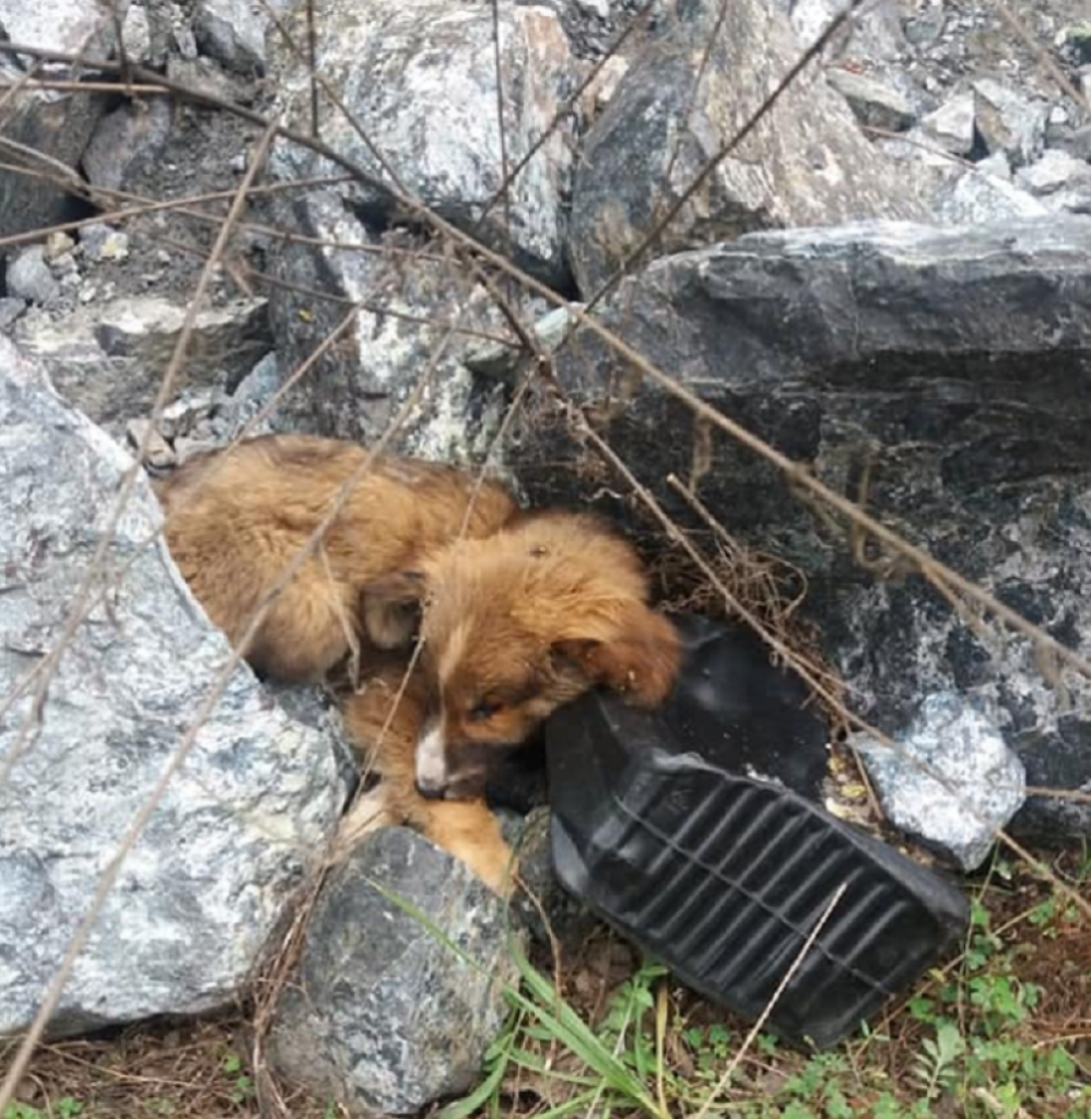 Danijela Jović, psi, spasavanje