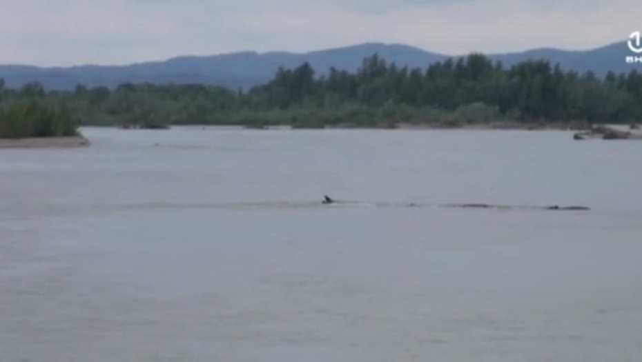 Reka Sava, Bijeljina