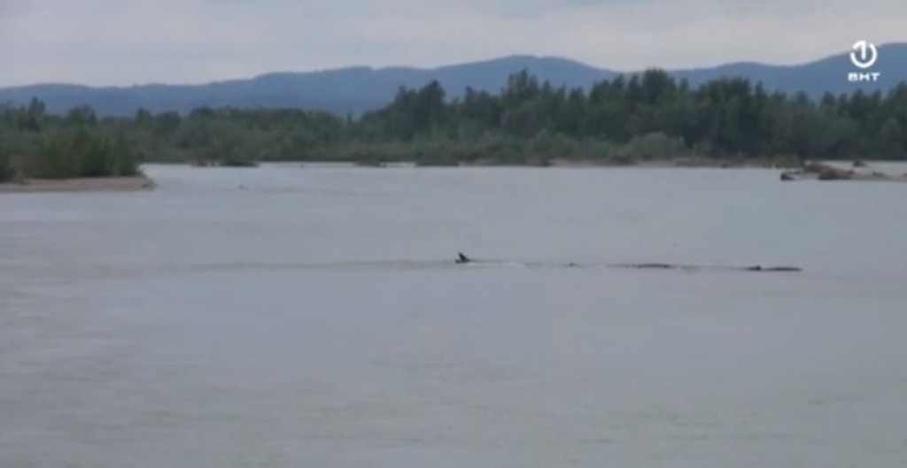 Reka Sava, Bijeljina