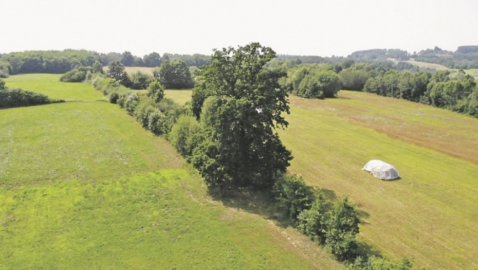 Čudotvorni hrast u Tijanju