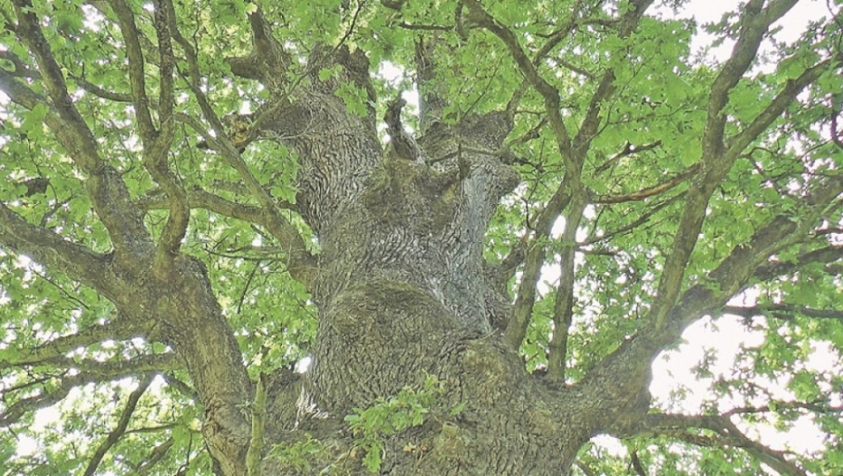 Čudotvorni hrast u Tijanju