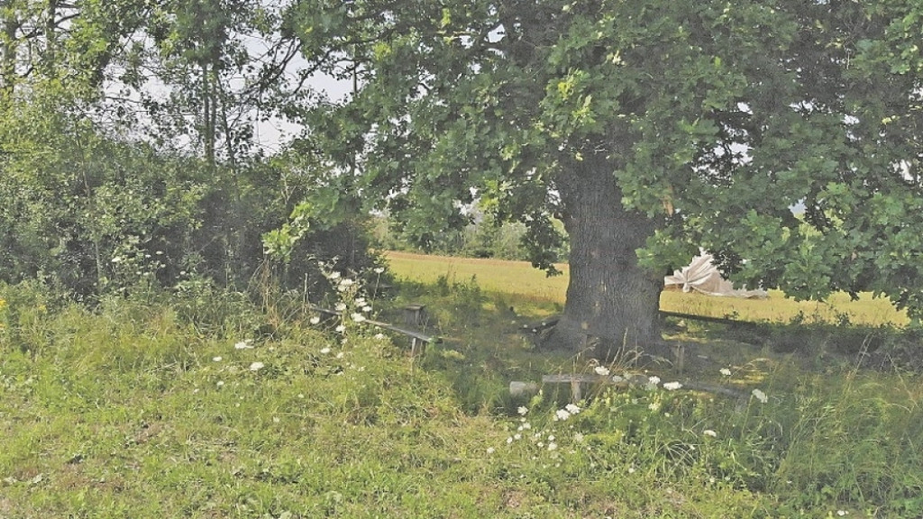 Stablo čudotvornog hrasta u Tijanju