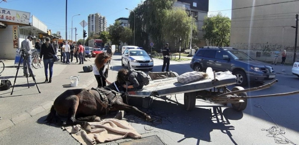 Iznemogli konj na ulici