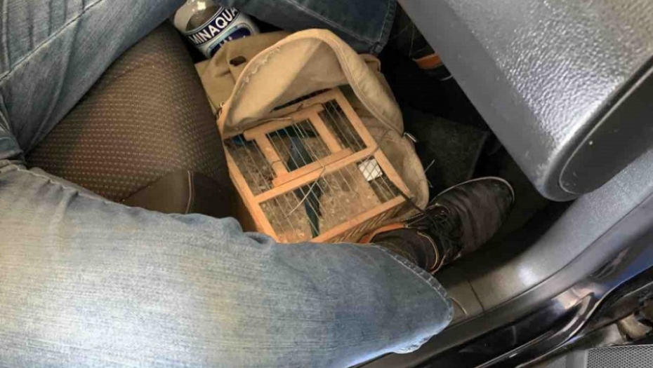 Sprečeno krijumčarenje pevajućih papagaja