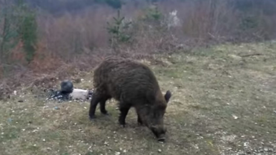 divlja svinja, vepar