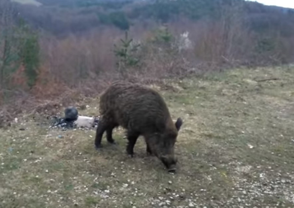 divlja svinja, vepar