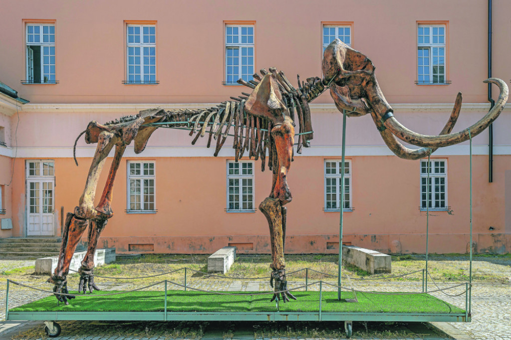 Skelet mamuta isprd kikindskog muzeja