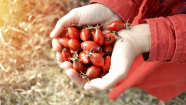 Šipak, voće, zdravlje