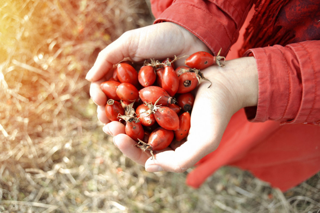 Šipak, voće, zdravlje