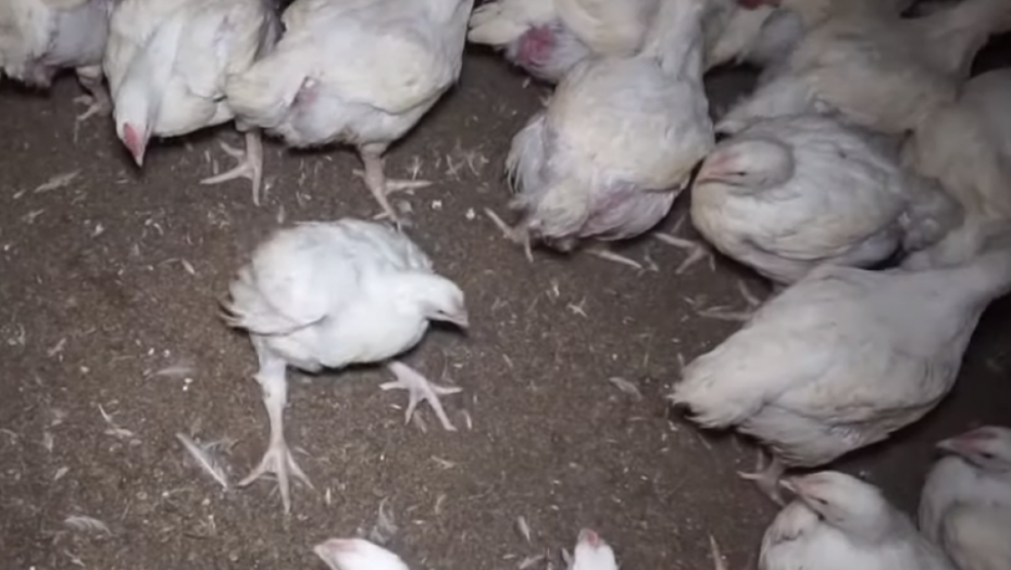 pilići, meso, brza hrana