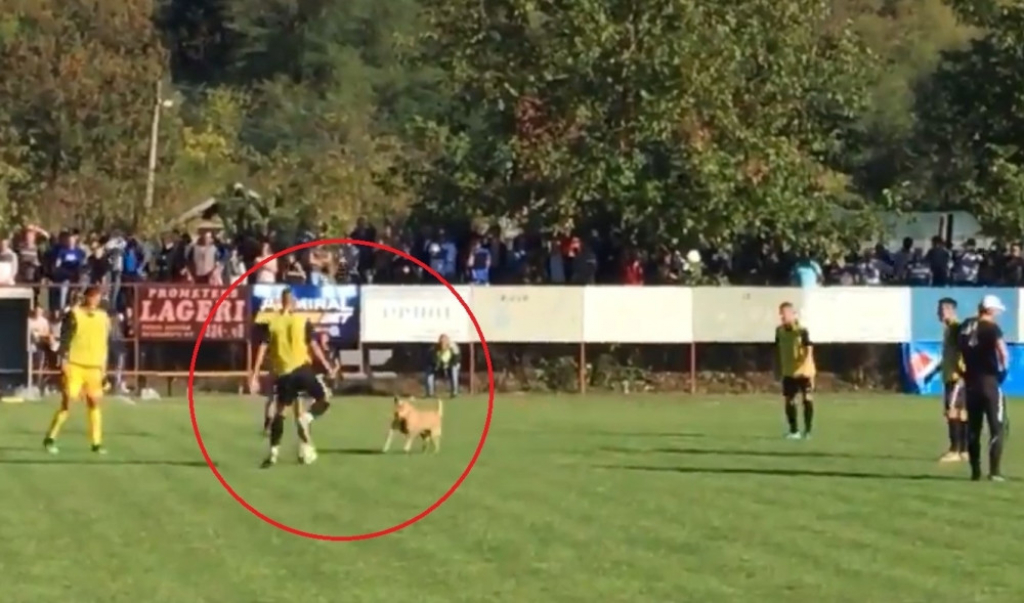 Partizan pas Voždaje