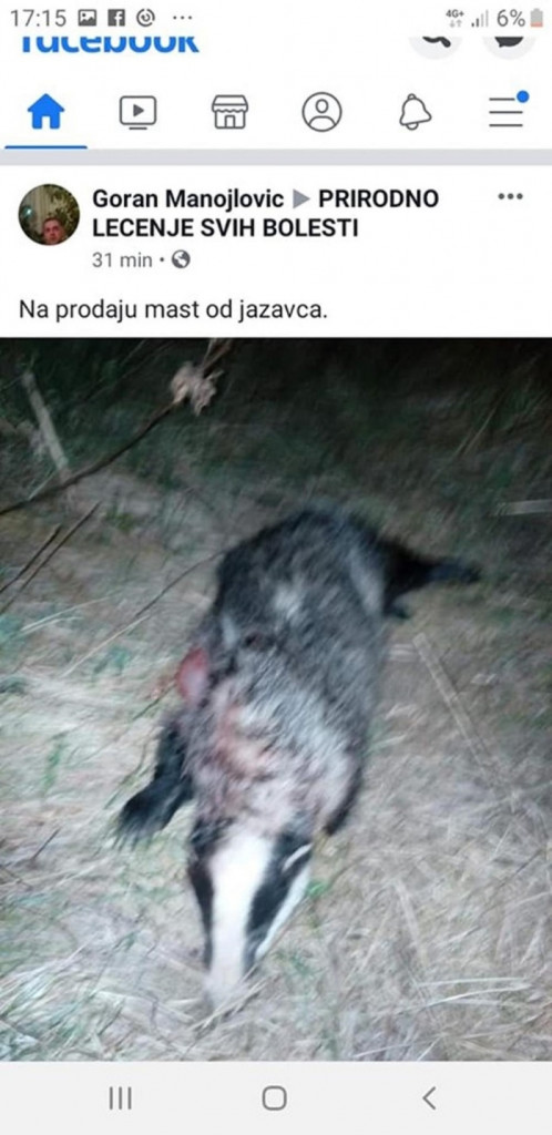 Mast od jazavca
