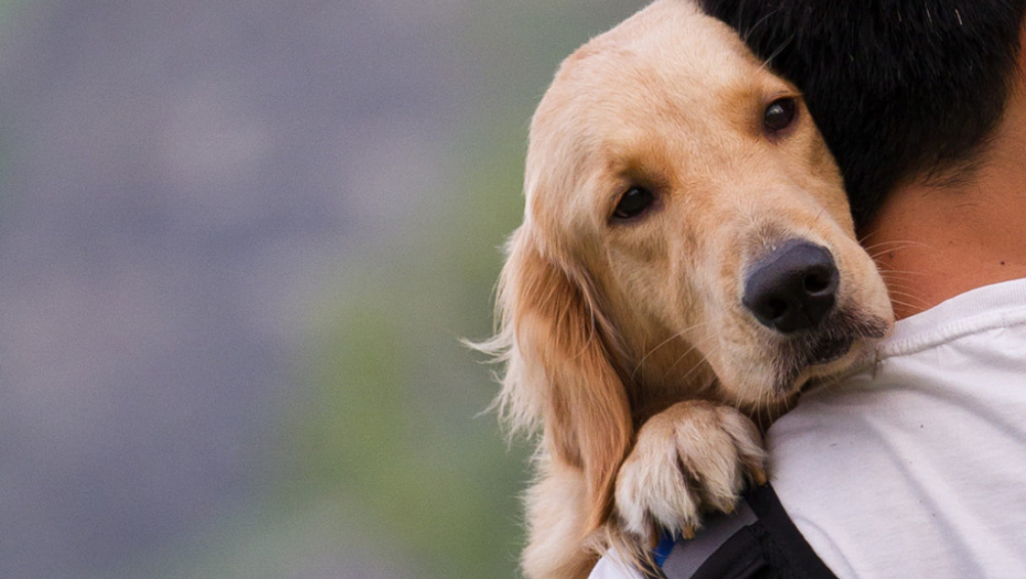 PAS, RETRIVER, ČOVEK, LJUBAV