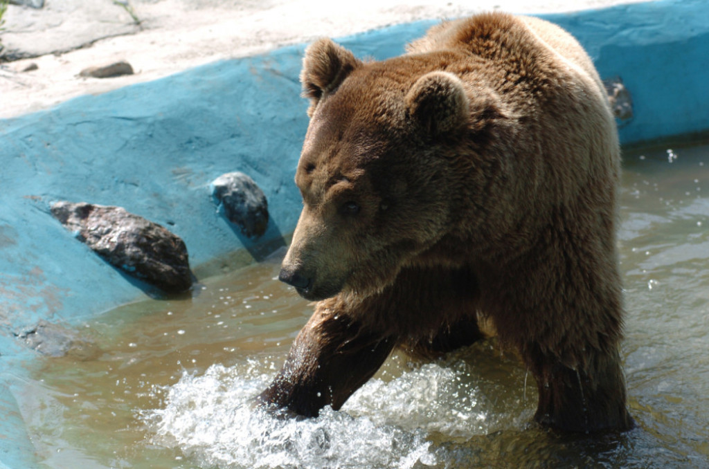 Jedan od omiljenih stanovnika Zoo-vrta 