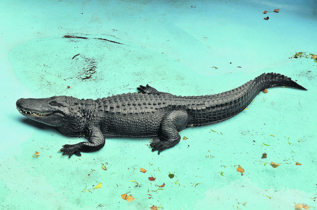 Jedan od omiljenih stanovnika Zoo-vrta 