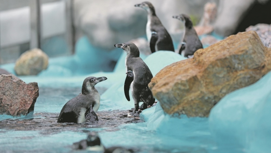 Nedavno otvoren pingvinarijum