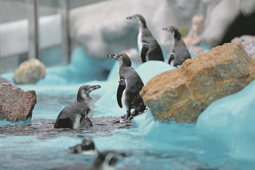 Nedavno otvoren pingvinarijum