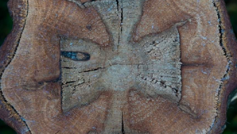 Božje čudo na Kosovu