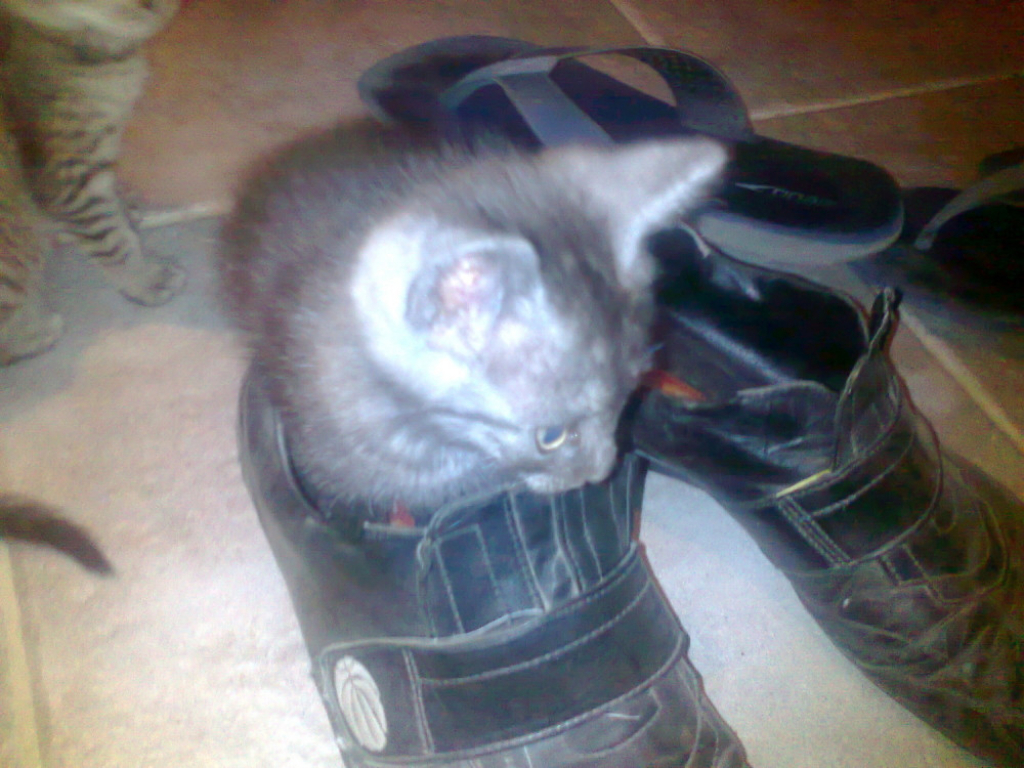 Mačak u cipeli