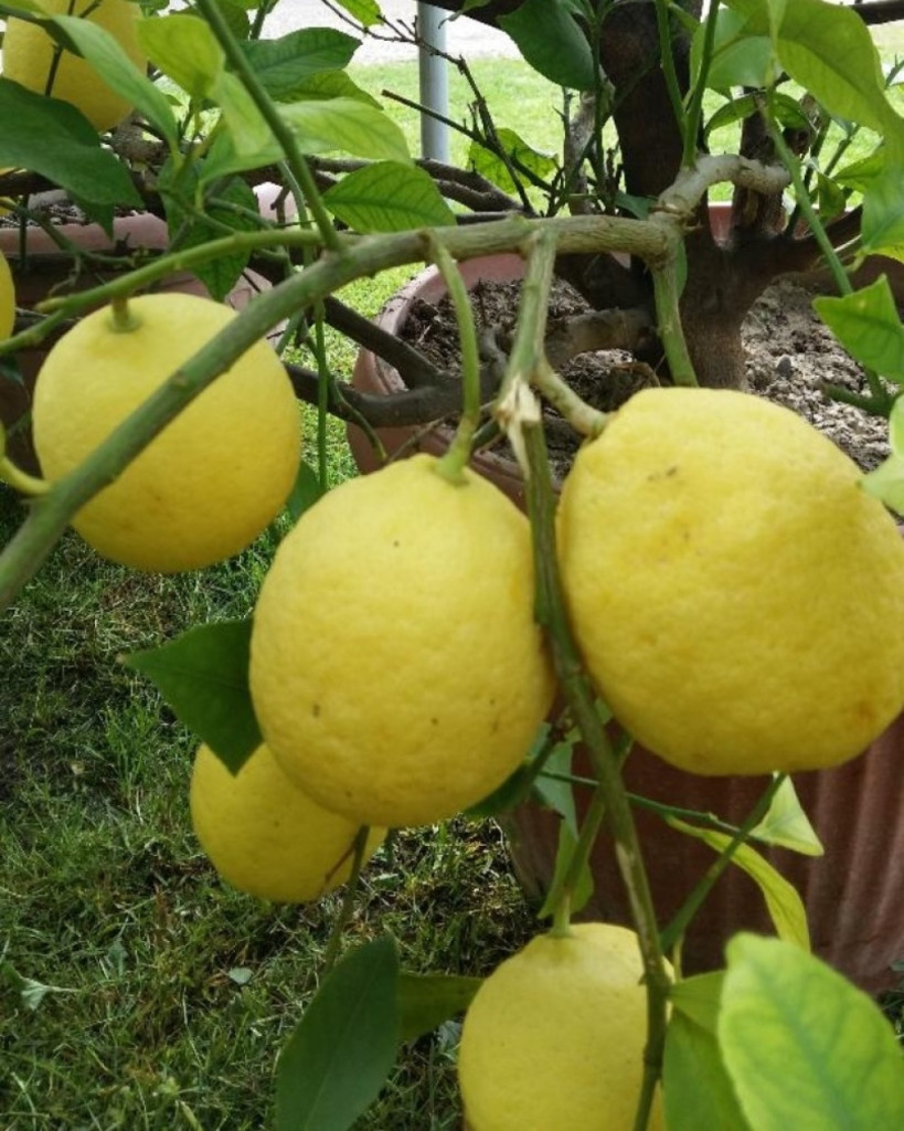 Stanislav Trifunović