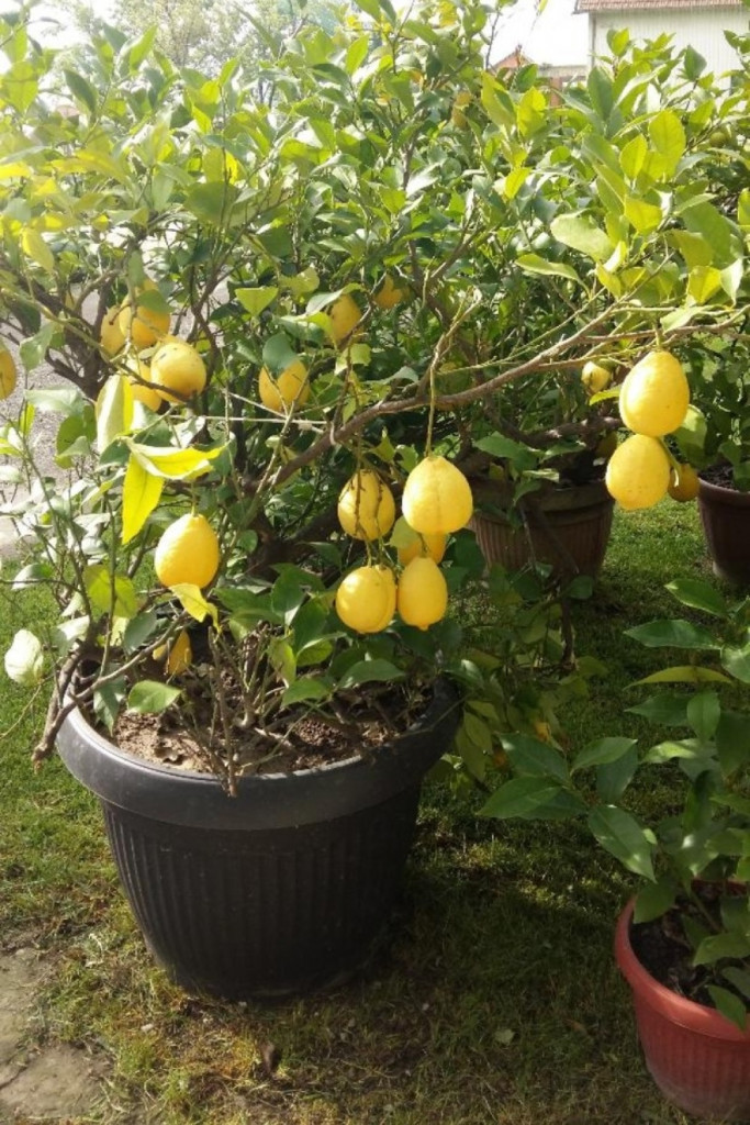 Stanislav Trifunović