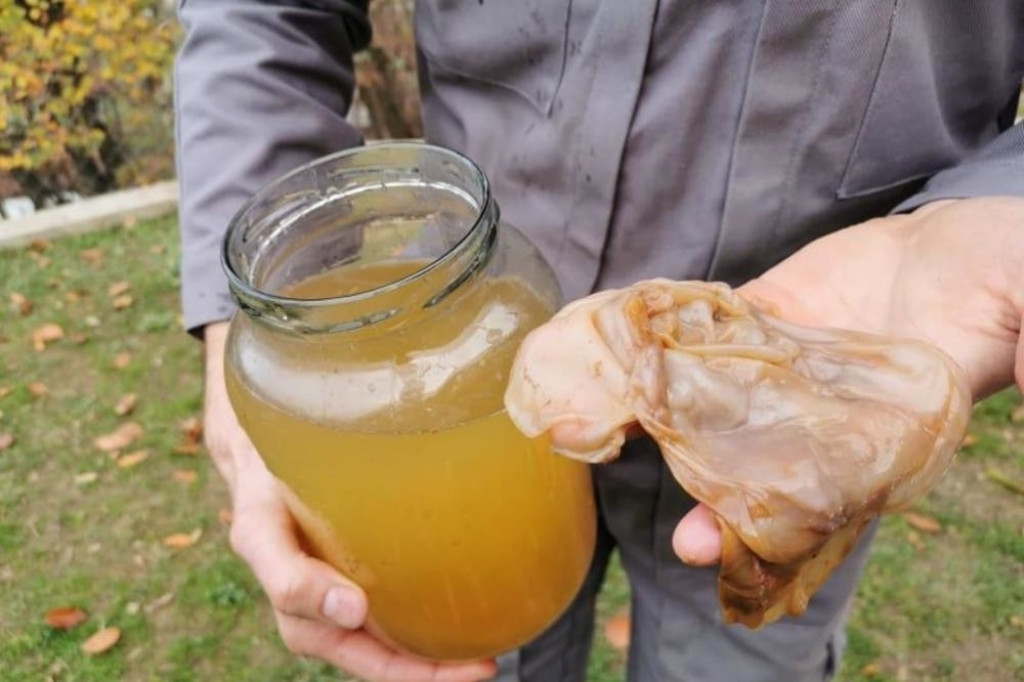 Darok iz Bajine Bašte