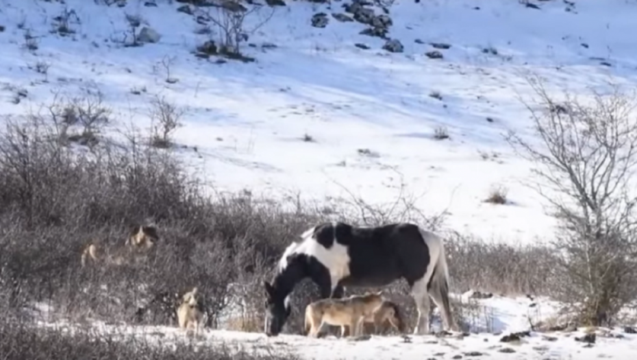 Konj okružen vukovima