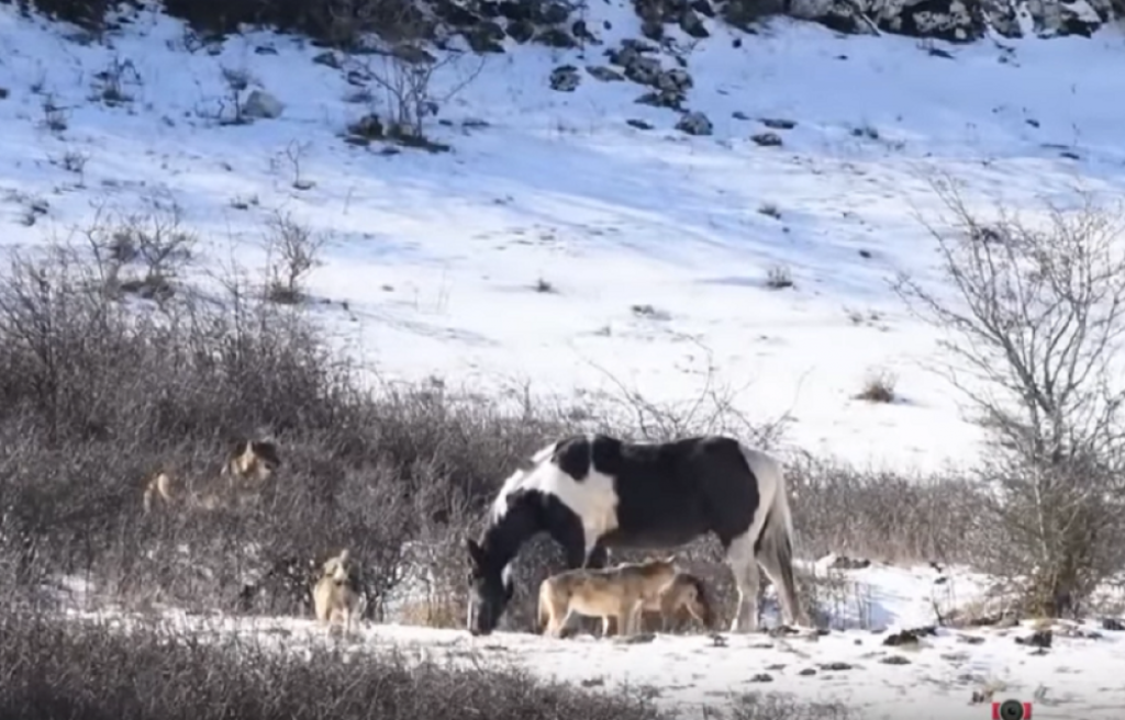 Konj okružen vukovima