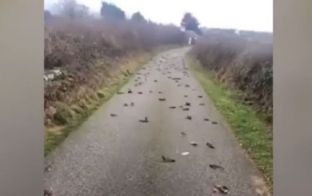 Mrtve ptice