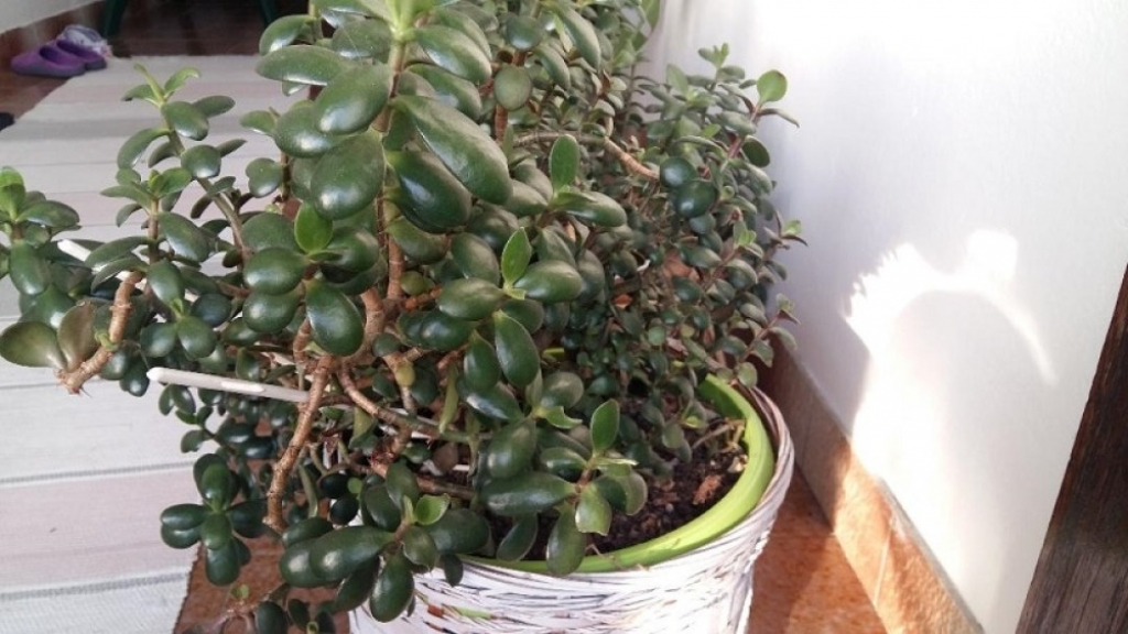 Ljilja sa svojim japanskim cvetom