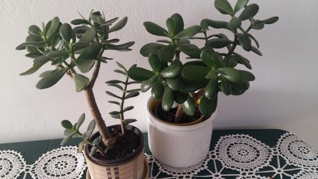 Ljilja sa svojim japanskim cvetom