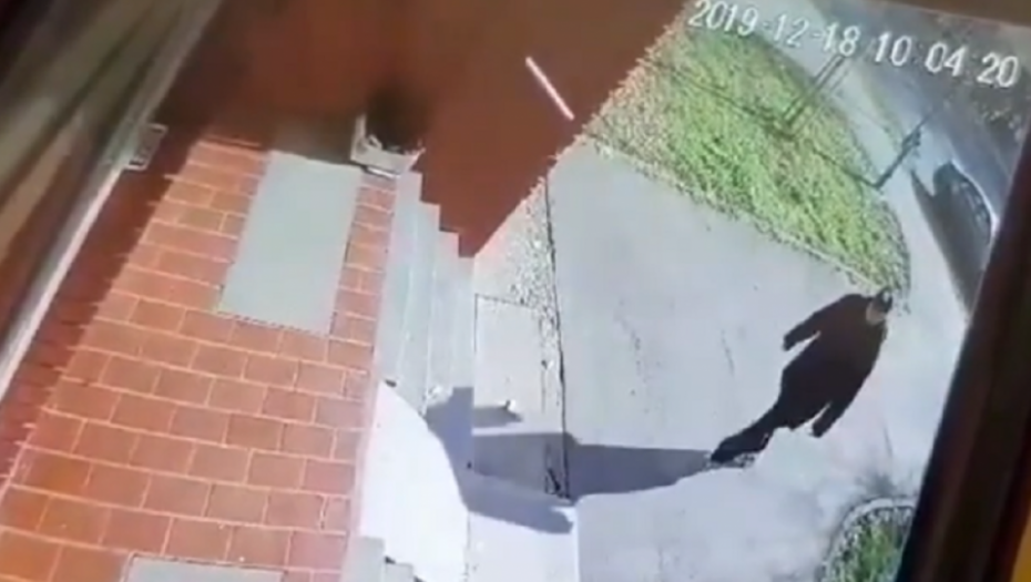 pas, šutiranje, Novi Sad