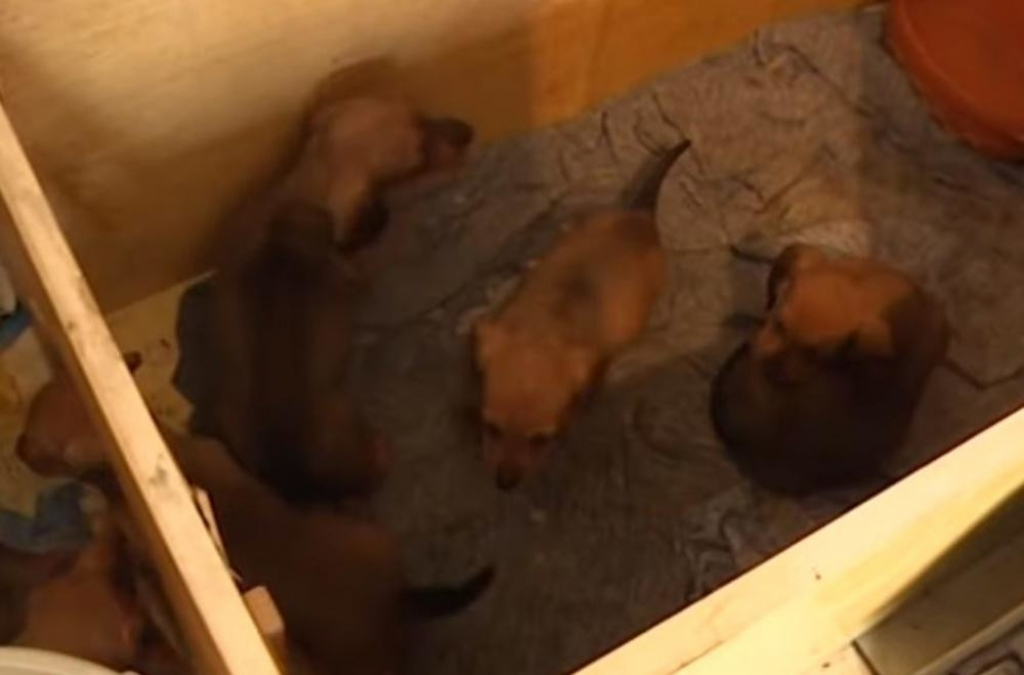 Miki Đuričić i Džidža