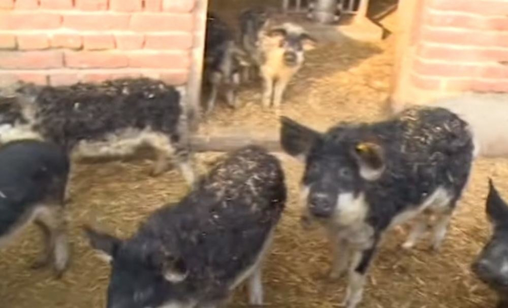 Miki Đuričić i Džidža